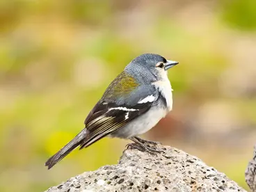 Der Azorengimpel, ein kleiner blau gelber Vogel steht auf einem Stein und guckt nach vorne. Im Hintergrund sieht man verschwommen grüne Büsche.