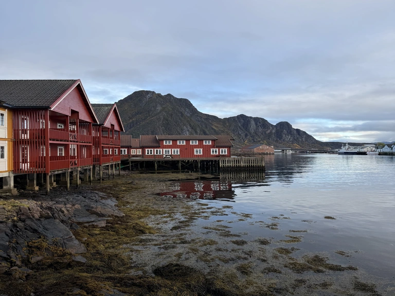 Rote Rorbuer-Fischerhütten auf den Lofoten stehen direkt am Wasser, daneben flaches Seegras und Felsen im Vordergrund. Im Hintergrund sind Berge und ein ruhiger Fjord unter bewölktem Himmel zu sehen. Die Szene zeigt typische norwegische Küstenlandschaft.