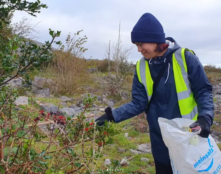Freiwillige Helferin sammelt Beeren für ein Naturschutzprojekt zur Erhaltung der lokalen Flora im Burren.
