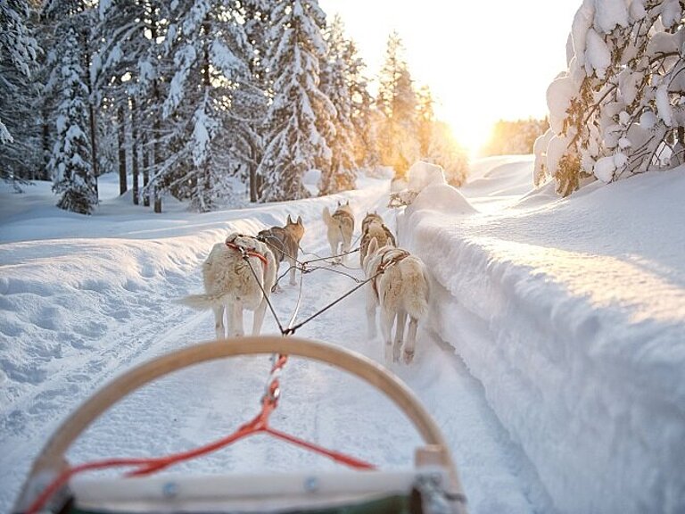 Hundeschlittensafari Lappland Wolters Rundreisen