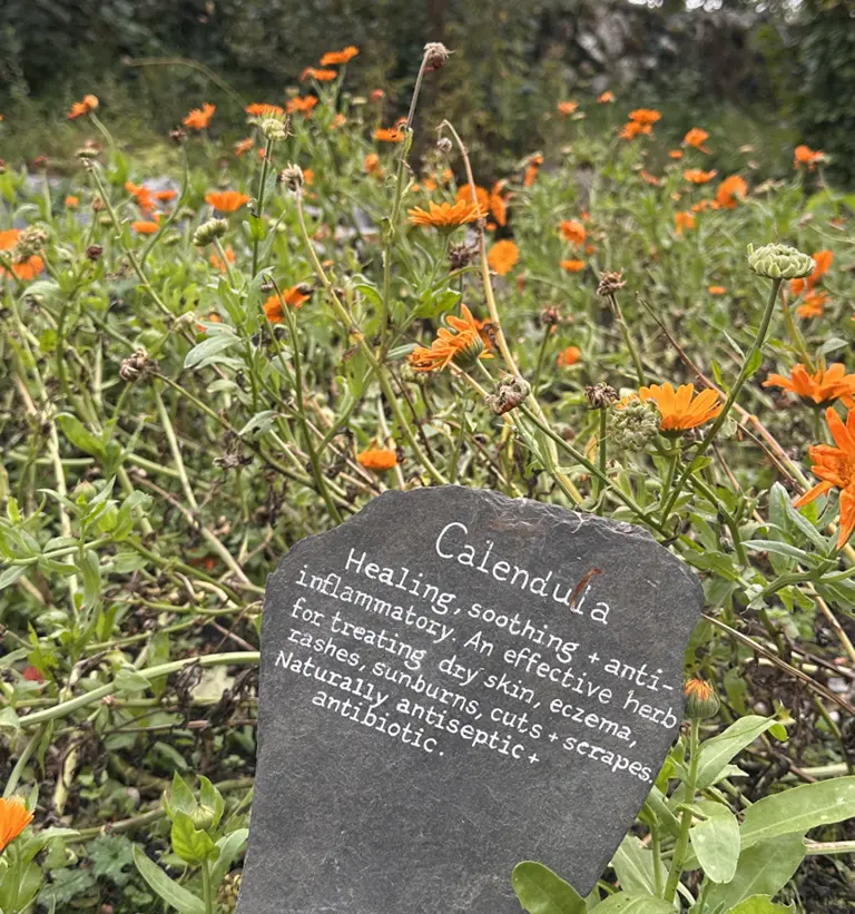 Ein Beet mit orangenen Calendula Blüten und einer Infotafel