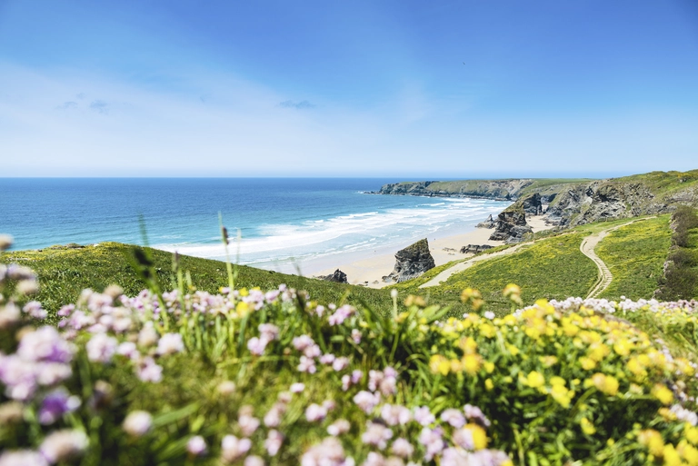Blühende Wildblumen in Pastellfarben säumen eine grüne Küstenlandschaft in Cornwall. Dahinter liegt ein heller Sandstrand mit sanften Wellen und tiefblauem Meer unter einem klaren Himmel.