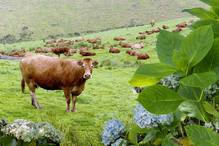 Viele braune Kühe stehen zusammen auf einer grünen Weide. Im Vordergrund ein Busch mit blauen Blumen und Blättern. Eine Kuh vorne guckt in die Kamera
