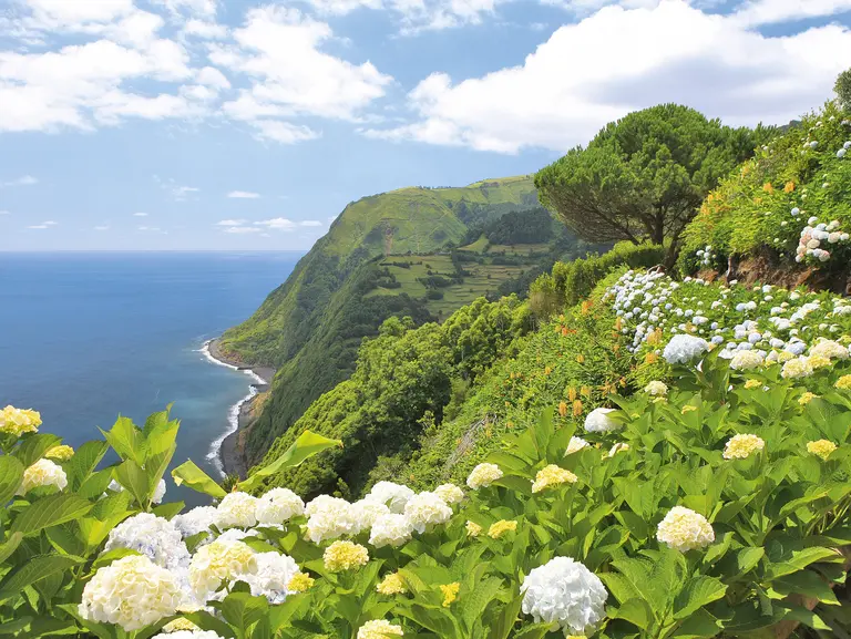 Blick auf die üppig grüne Steilküste von Nordeste auf der Azoreninsel São Miguel. Weiße Hortensienblüten säumen den Weg, während sich die Klippen dramatisch über dem tiefblauen Atlantik erheben. Das Bild zeigt die unberührte Natur und die beeindruckende Landschaft des Miradouro da Ponta do Sossego – ein Highlight jeder Azorenreise.