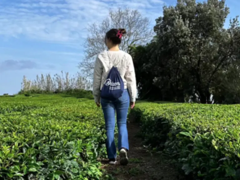 Azoren Teeplantage Wolters Beutel Eine Frau mit Rücken der Kamera zugewandt, die durch eine Teeplantage auf den Azoren läuft. Auf dem Rücken trägt sie einen Turnbeutel mit einer Wolters Rundreisen Aufschrift.