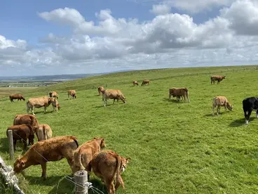 Schottisches Landleben: Eine Kuhherde auf den grünen Weiden der Highlands Eine Herde brauner Kühe grast an einem sonnigen Tag auf einer weitläufigen, saftig grünen Weide in der hügeligen Landschaft Schottlands und zeigt das authentische Landleben, das man auf einer Reise in diese unberührte Natur erleben kann.