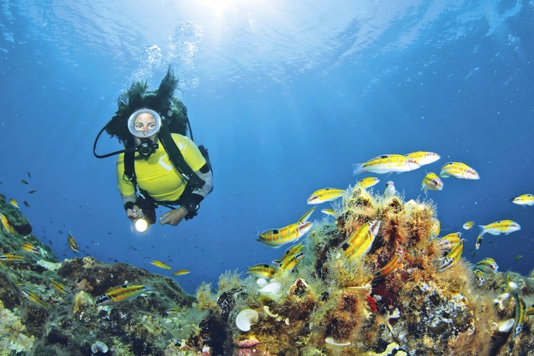 Taucherin mit gelben Tauchanzug und Sauerstoffflasche guckt auf bunte Korallen und Fische im blauen Meer in der Unterwasserwelt auf den Azoren. 