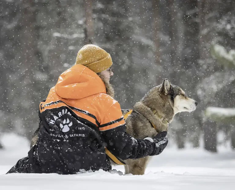 Harriniva Huskysafari Person im Schneeanzug mit Harriniva Logo mit Schlittenhund in Schneelandschaft