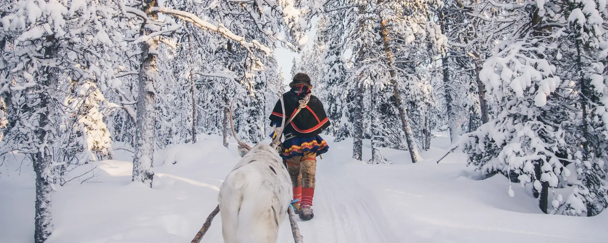 Rentier im Schnee Winter Schweden Wolters Rundreisen