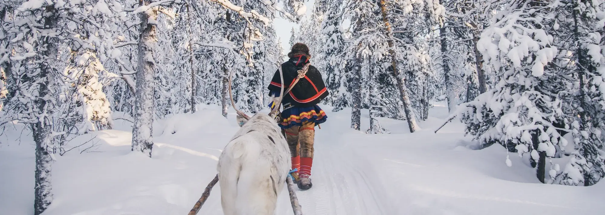 Rentier im Schnee Winter Schweden Wolters Rundreisen Rentier im Schnee Winter Schweden Wolters Rundreisen