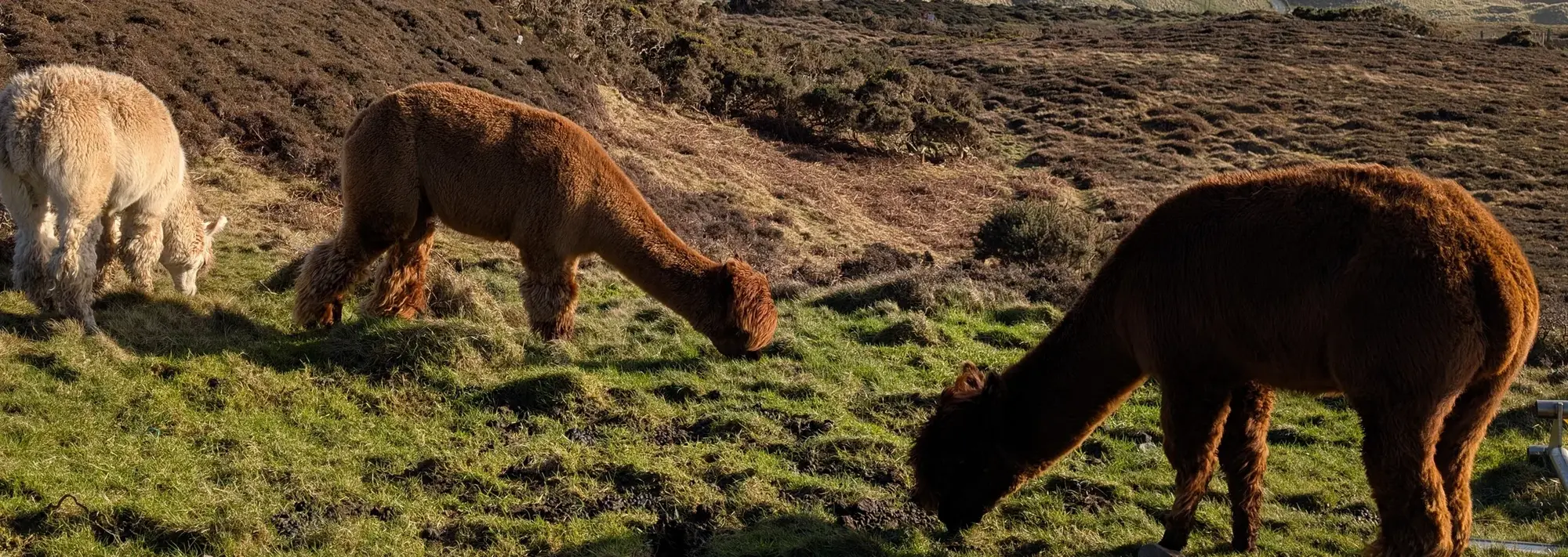 Alpakas auf einer Wiese in Nordirland Das Bild zeigt 3 Alpakas, die auf einer Wiese in Nordirland Gräser essen. Das Bild drückt eine idyllische Stimmung aus. Nordirland ist ein beliebtes Reiseziel, wenn es um wunderschöne Natur und besondere Tiere geht.