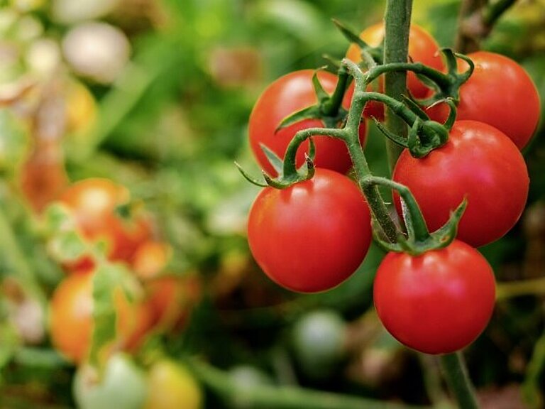 Tomaten als Nachhaltigkeitsprojekt
