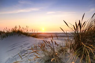 Sanddünen mit Strandhafer an der dänischen Nordseeküste im warmen Licht des Sonnenuntergangs. Die tief stehende Sonne spiegelt sich im Meer und taucht Strand und Dünen in goldenes Abendlicht.