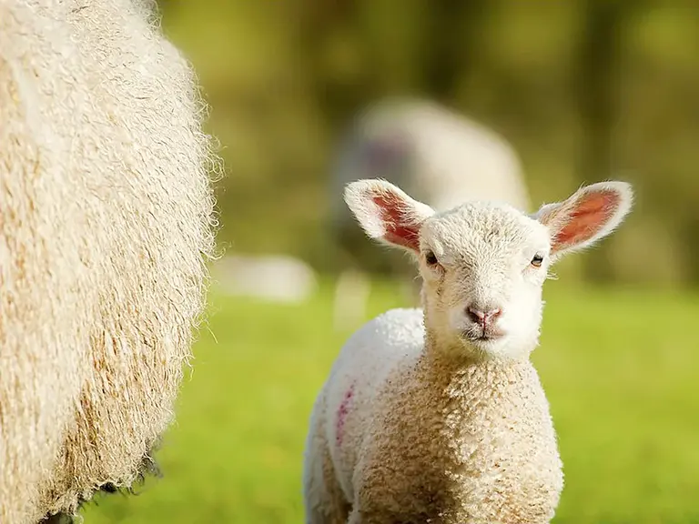 Schaf Wales Wolters Rundreisen Schaf Wales Wolters Rundreisen