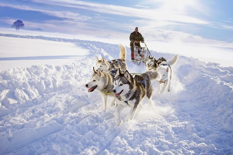 Husky-Schlittenfahrt durch die Winterlandschaft Ein Musher fährt mit einem Team aus Huskys durch eine tief verschneite, sonnige Winterlandschaft, während die Hunde dynamisch durch den Schnee laufen.
