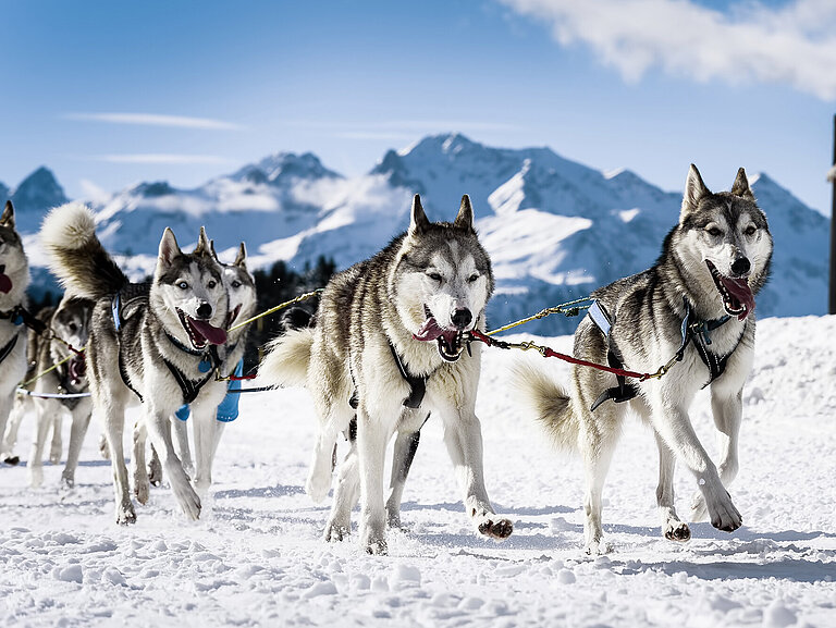 Hundeschlitten in Lappland Wolters Rundreisen