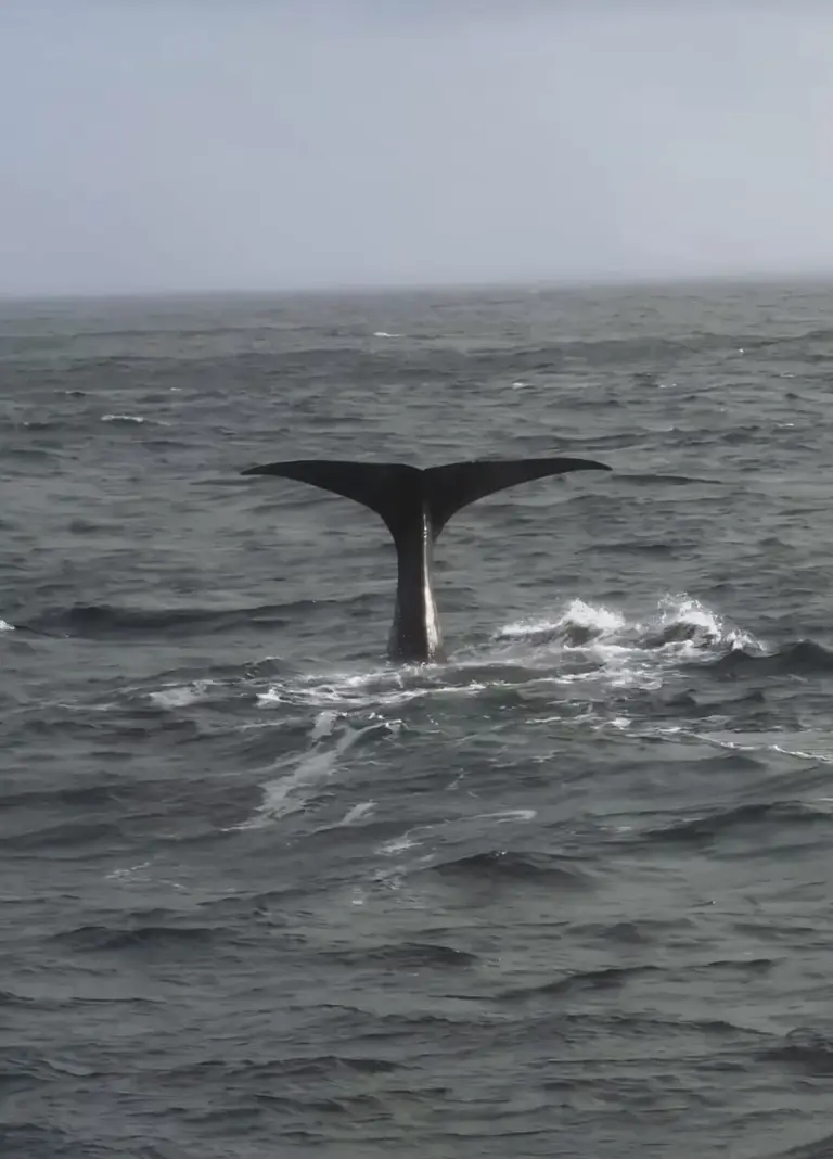 Eine Walfluke ragt aus dem dunklen Meer vor der Küste Norwegens, während der Wal zum Tieftauchen ansetzt. Das Wasser spritzt leicht auf und der Himmel ist grau bewölkt – eine typische Szene einer Walbeobachtung in Nordnorwegen.