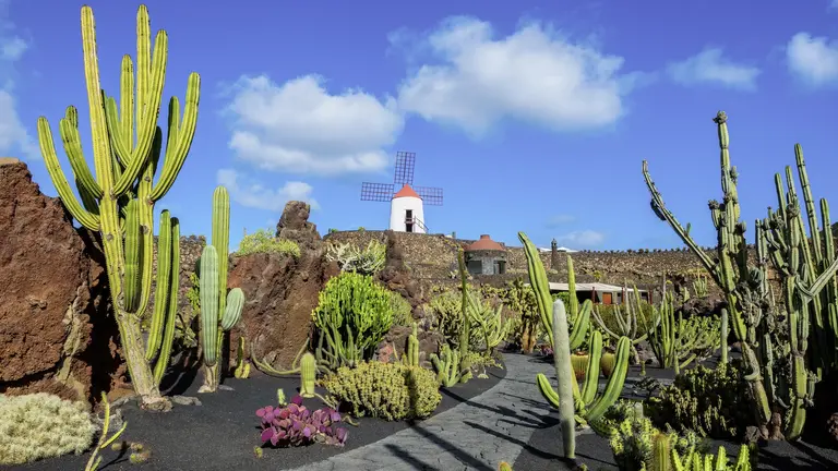 Kaktusgarten auf Lanzarote Kaktusgarten im Jardín de Cactus auf Lanzarote mit beeindruckender Vulkanlandschaft, exotischen Kakteen, schwarzem Lavaboden und traditioneller Windmühle unter blauem Himmel – beliebtes Reiseziel auf den Kanarischen Inseln.