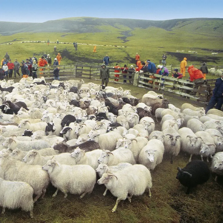 Dutzende isländische Schafe werden beim traditionellen Réttir im Herbst in ein Gatter getrieben; Menschen in wetterfester Kleidung stehen an den Holzzäunen – Einblick in ländliche Kultur und Tierhaltung.