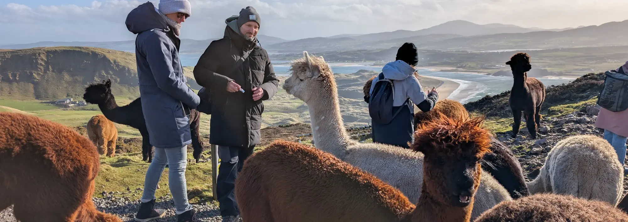 Alpaka Malin Head Alpaka Wanderung am Malin Head