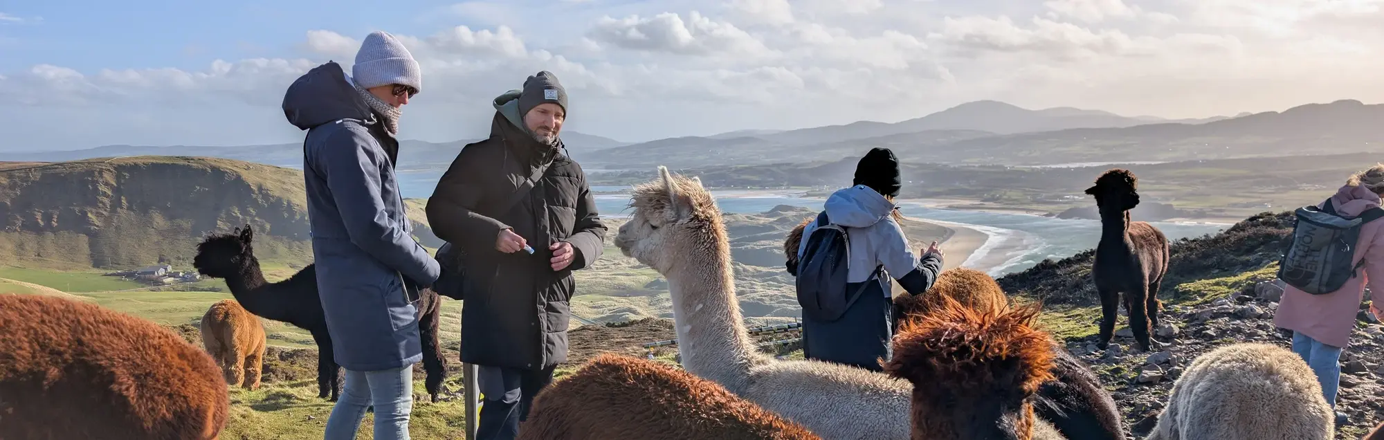 Alpaka Malin Head Alpaka Wanderung am Malin Head