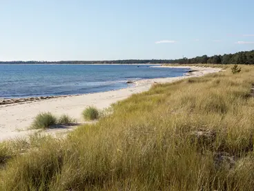 Bild des Strandes der Insel welcher von hohem Graß und Bäumen umgeben ist