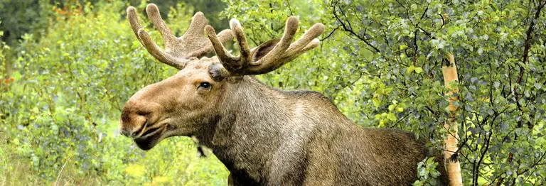 Ein Elch steht zwischen grünen Bäumen und Sträuchern. Seine mächtigen Geweihstangen und das dichte Fell sind gut sichtbar - Symboltier der schwedischen Wildnis.