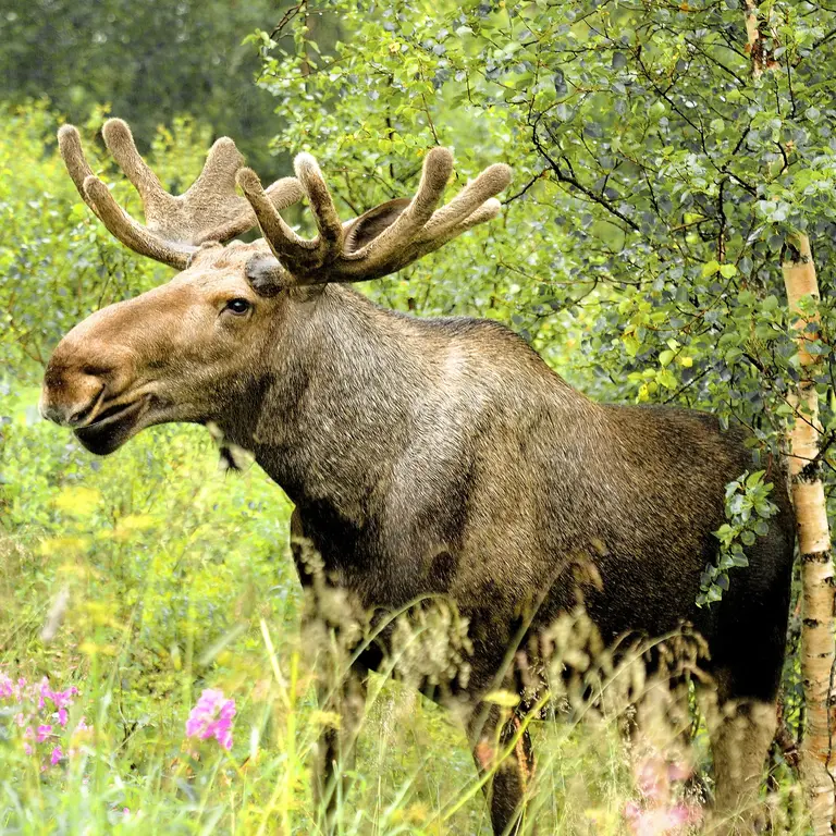 Elche steht in schöner grüner Natur