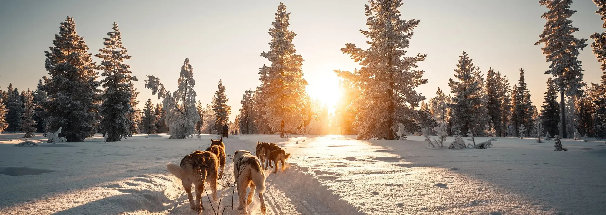 Husky-Schlittenfahrt durch die verschneite Winterlandschaft in Lappland bei Sonnenuntergang, mit tief verschneiten Bäumen und goldenem Licht – ein typisches Erlebnis in Finnland im Winter.