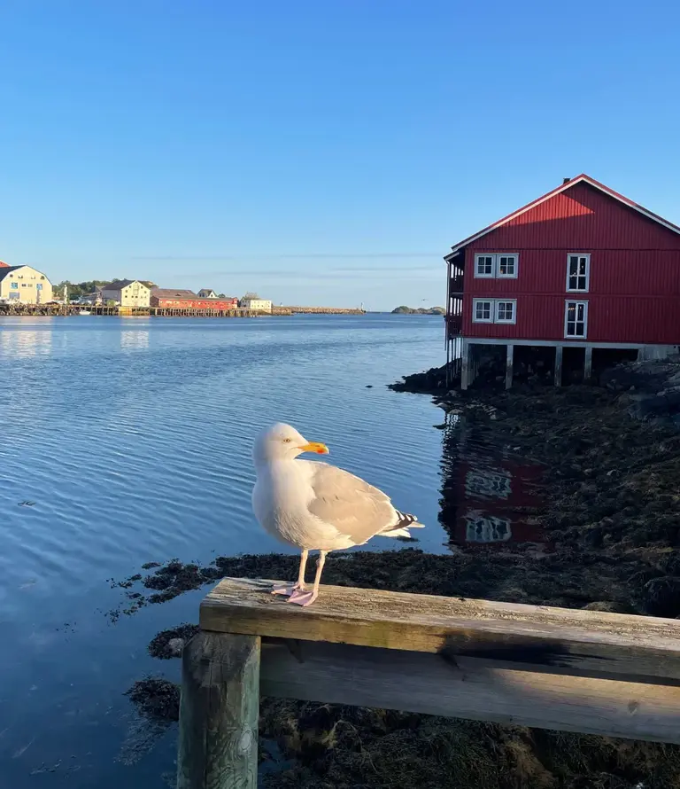 Möwe im Hafen von Svolvær Auf diesem Bild ist eine Möwe zu sehen, die im Vordergrund vor der malerischen Kulisse von Svolvær auf den Lofoten (Norwegen) sitzt. Im warmen Licht der Sonne leuchten die traditionellen, roten Pfahlbauten („Rorbuer“), die direkt am Wasser stehen und den ikonischen Charme des Ortes ausmachen.