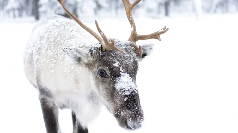 Rentier im Schnee, das in die Kamera guckt