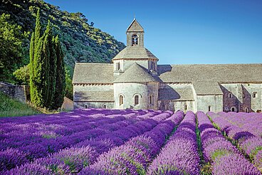 Blick über ein Lavendelfeld auf die Abbaye de Senanque in der französischen Provence.