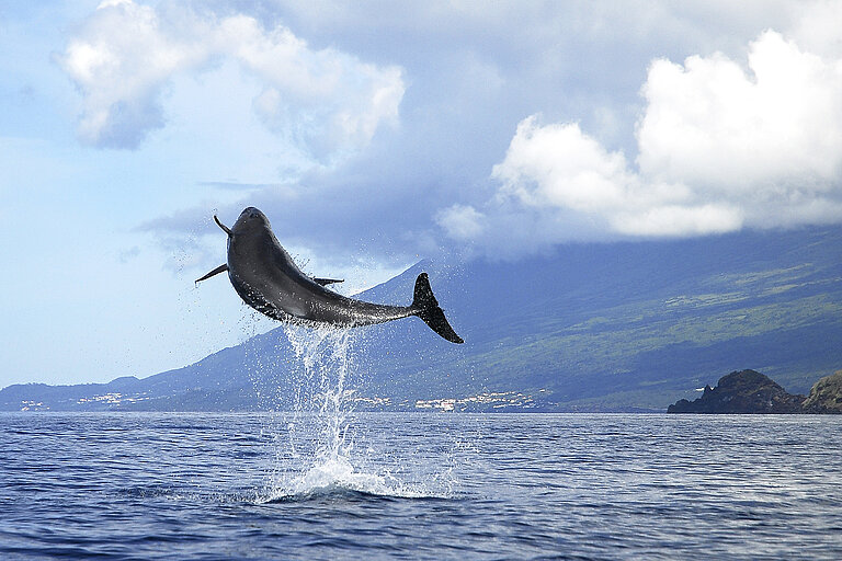 Wal- und Delfintour auf den Azoren Wolters Rundreisen