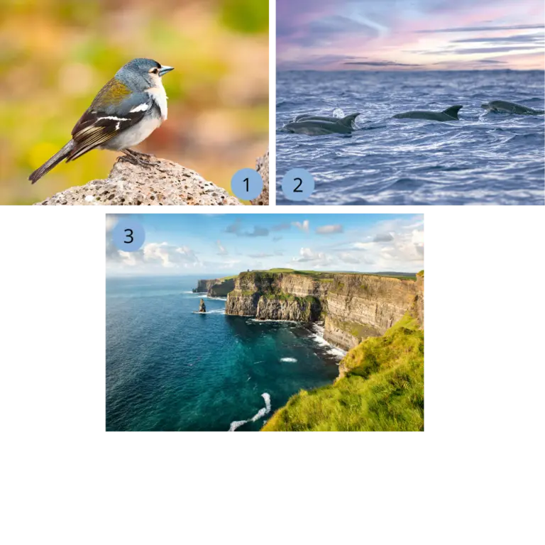 Eine Collage zeigt die unberührte Natur der Azoren mit einem einheimischen Vogel auf dunklem Vulkangestein, einer Gruppe Delfine im goldenen Abendlicht des Atlantiks und den gewaltigen grünen Klippen des Archipels, die ein unvergessliches Highlight für jede Reise und jeden Urlaub in der Natur darstellen.