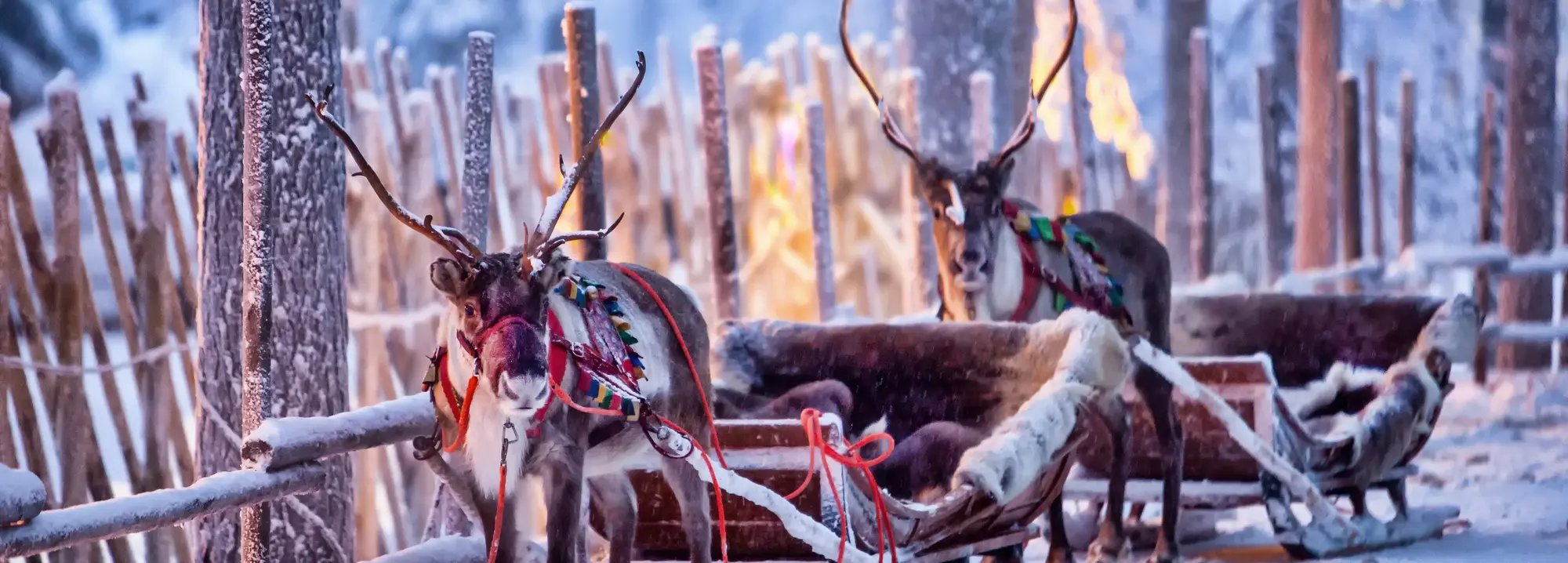 Ein Wintermärchen in Finnland: Mit dem Rentierschlitten durch Lappland Zwei gezäumte Rentiere stehen vor ihren Schlitten in einer verschneiten Winterlandschaft in Lappland, wo warmes Licht eine magische Atmosphäre für eine unvergessliche Abenteuer-Reise im arktischen Winter schafft.