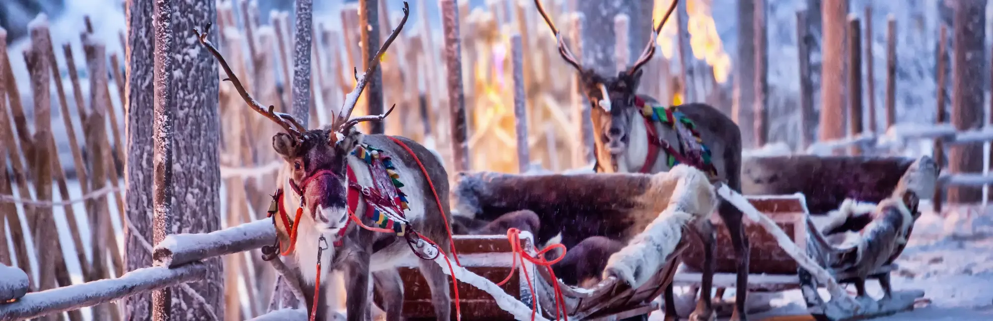 Zwei gezäumte Rentiere stehen vor ihren Schlitten in einer verschneiten Winterlandschaft in Lappland, wo warmes Licht eine magische Atmosphäre für eine unvergessliche Abenteuer-Reise im arktischen Winter schafft.